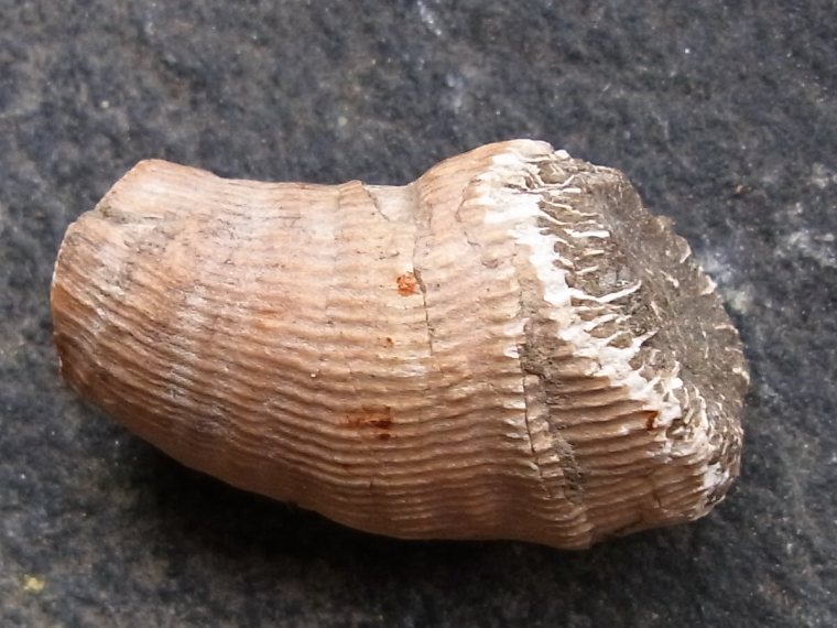 fossile Koralle