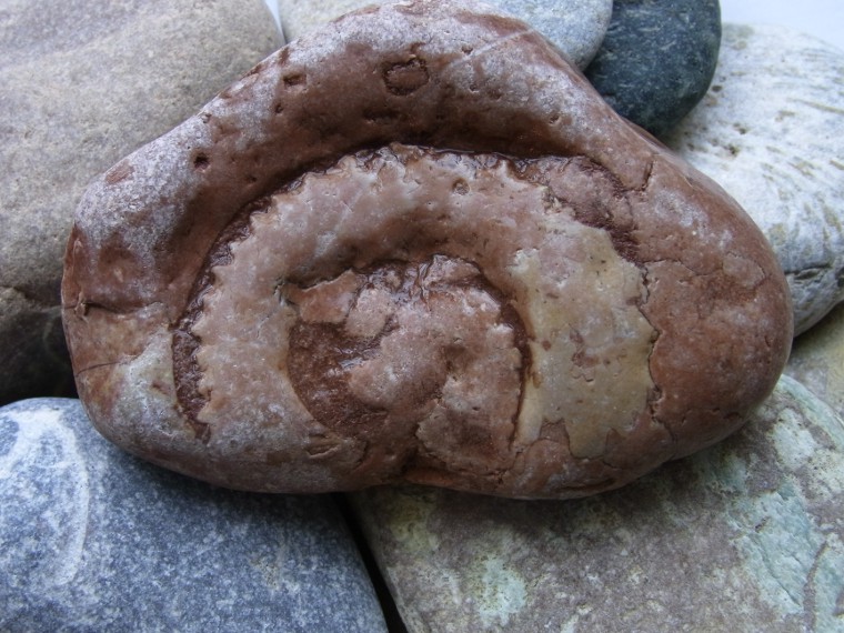 Ammonit  in rotem Juraknollenkalk Adneter Schichten