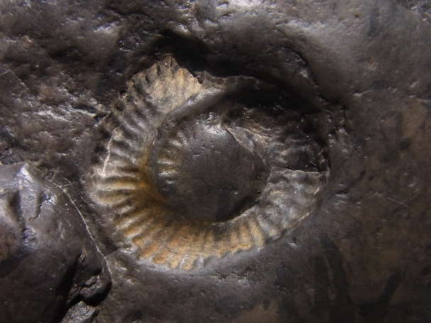 Ammonit-Liasfleckenmergel