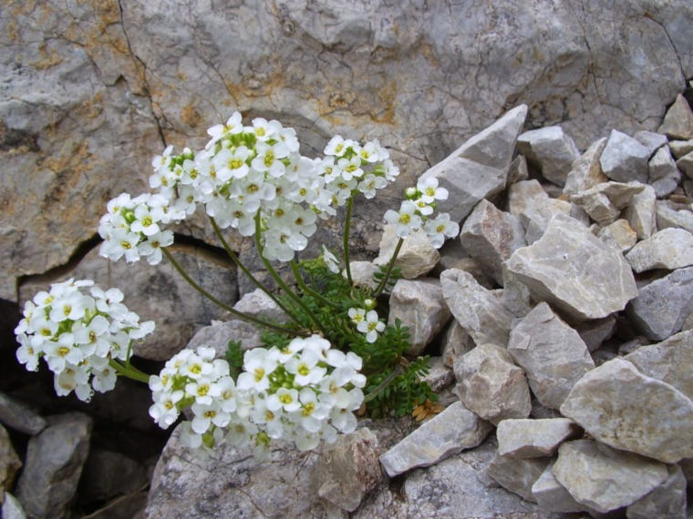 Hauptdolomitschutt