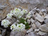 haupdolomit-verwitterungsgrus