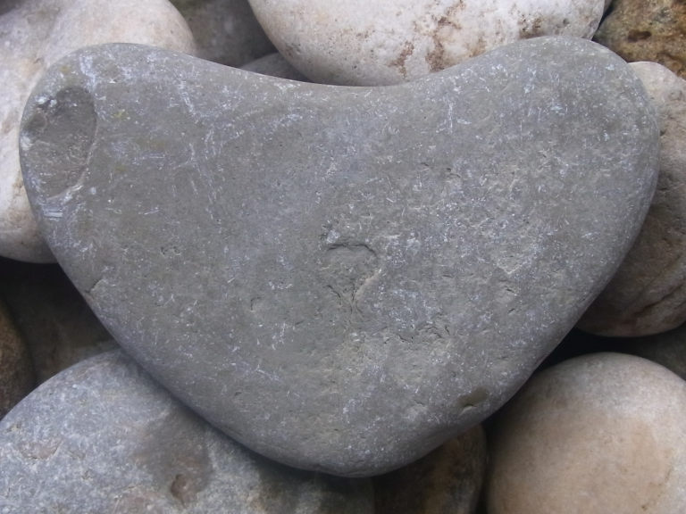 Schlammkalk Mudstone